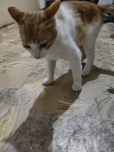A medium-shot, eye-level photograph shows an orange and white cat standing on a patterned tile floor. The cat is facing towards the left of the frame with its head tilted down. The cat's fur is short and appears clean. Its eyes are dark and focused downwards. The floor tiles are a mix of beige and grey, with decorative swirls on some of the beige tiles. The lighting in the image is dim, casting a shadow to the right of the cat. The background is blurred and out of focus, showing hints of a wall and possibly furniture. The image appears to have been taken indoors. The location is described as Ucrainca, Moldova, which is a village in Moldova, not a city.