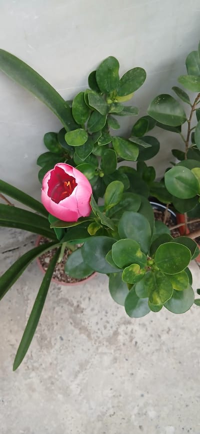 A close-up, overhead view of a pink tulip bud with its petals slightly parted, revealing a vibrant red interior and yellow stamens, sits amongst lush green foliage. The tulip is in a terracotta pot with dark soil and pebbles. To the right of the tulip, a plant with small, rounded, dark green leaves, some showing slight yellowing, fills the frame. To the left, a long, flat, dark green leaf arches over the scene. The plants are situated on a textured, light-colored concrete surface, possibly a patio or walkway. In the background, a pale, slightly textured wall, possibly tiled, provides a neutral backdrop. The image is well-lit, with natural light casting subtle shadows. The location is identified as Charshanba, Uzbekistan.