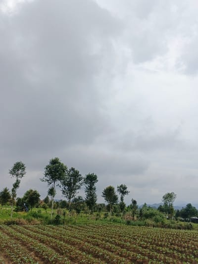 The image depicts an agricultural field and adjacent landscape in São Félix do Xingu, Brazil, under an overcast sky. A uniform light grey cloud cover occupies the upper two-thirds of the frame. In the foreground, numerous parallel rows of small, green cultivated plants are visible in dark brown soil, spanning the lower third of the image. The rows run diagonally from bottom-left to mid-right. The midground features a band of diverse green vegetation, including a line of approximately seven slender trees with visible trunks and green foliage, interspersed with smaller shrubs. A dark, possibly blue, object is partially obscured by vegetation in the left-midground. Faint, dark outlines of distant hills or mountains are visible on the far right horizon. No human or animal subjects are present, and no specific actions are depicted.
