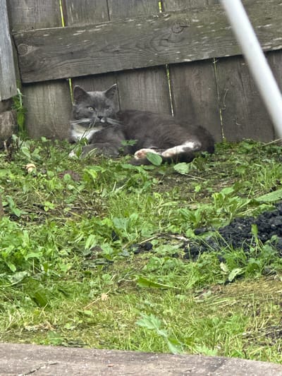 In Konevo, Russia, a grey and white cat lies on a patch of overgrown grass and weeds next to a weathered wooden fence. The cat is curled up with its head raised, looking towards the camera. Its fur is predominantly grey with white markings on its chest and paws. The background consists of the textured wooden fence panels. The ground is covered in a mix of green grass, fallen leaves, and some dark soil. A section of what appears to be a white pipe or pole is visible on the right side of the image, partially obscuring the fence.