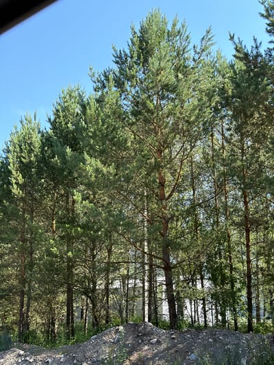 The image captures a stand of pine trees with dense foliage and visible brown trunks, silhouetted against a clear blue sky. The ground in the foreground is a rough, rocky terrain with scattered grey stones and sparse green vegetation. In the background, through the trees, there appears to be a white fence and some light-colored structures, possibly buildings, indicating an area on the edge of a settlement. The scene is consistent with a natural or semi-developed area in Turbaza Katun', Russia, likely during daylight hours given the brightness of the sky and the dappled sunlight filtering through the branches. There are no people or animals visible in the frame, and the overall impression is one of a quiet, natural landscape adjacent to human habitation.