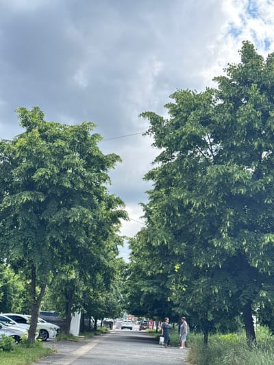 The image depicts a street scene in Zavodskoy, Russia, under a cloudy sky. Two large trees with lush green foliage dominate the foreground, framing a view down the street. On the left side of the street, several cars are parked, including a silver sedan and a white car. A paved walkway runs alongside the parked cars. Further down the street, more cars are visible, some in motion. Two women are standing on the right side of the street, near one of the large trees, appearing to be engaged in conversation. The environment suggests a residential or commercial area with a park-like setting due to the prominent trees.