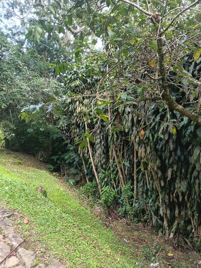 Lush greenery dominates the scene. A vibrant green lawn slopes downwards beside a dense thicket of vertical plants with long, teardrop-shaped leaves. Various green trees and shrubs fill the background, some partially obscured by the closer vegetation. A bare-branched tree is visible, its branches interspersed with green leaves and twigs. The landscape presents a natural, overgrown aesthetic.