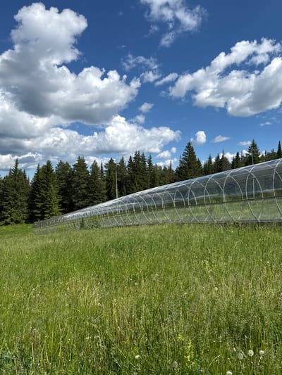An outdoor, horizontal, eye-level shot captures a long, transparent tunnel structure in a grassy field, with a dense forest in the background and a bright blue sky with white clouds above. The tunnel appears to be made of a clear, flexible material supported by circular frames, and it is positioned at an angle, stretching from the left foreground towards the right midground. The field is covered in tall green grass and scattered white wildflowers. The forest consists of numerous evergreen trees. The scene suggests a rural or natural environment, possibly a park or an agricultural area. The location is identified as Нечкино, Russia.
