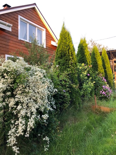 The image depicts a lush garden scene in front of a wooden house in Krasnaya Presnya SNT, Russia. A multi-story wooden house with a brown horizontal siding and white trim is visible on the left, featuring a large window. In the foreground, a dense bush covered in small white flowers cascades down, partially obscuring a black metal fence. Behind the white flowering bush are several tall, conical evergreen trees planted in a row, with smaller leafy plants and some pink flowers interspersed. The ground is covered in green grass, some of which appears overgrown. A wooden stake or post is visible in the lower right portion of the image. The sky is bright and appears to be daytime.