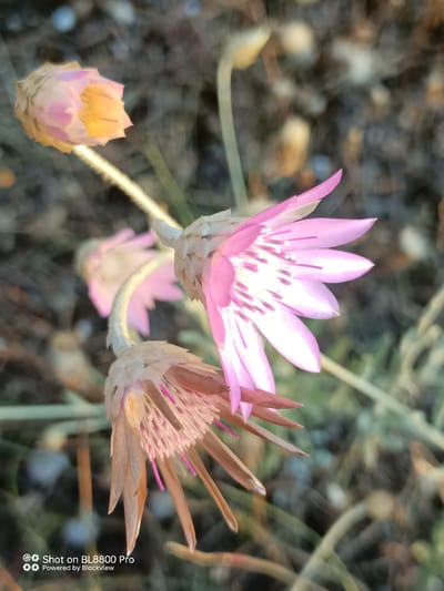 A close-up, low-angle photograph captures two dried flowers in the foreground, with a blurred background suggesting an outdoor, natural environment, possibly in Kamen Bryag, Bulgaria. The flower on the right, which is in sharper focus, displays delicate pink petals with purple markings and a creamy white center. Its stem is thin and light-colored, supporting the flower's head. To the left, a second flower, slightly out of focus, appears to be in an earlier stage of drying, with muted brown and pink hues. The background consists of indistinct shapes and colors, predominantly earthy tones, with hints of green and gray, which could represent dry vegetation or soil. The lighting suggests a natural light source, possibly early morning or late afternoon, casting a gentle glow on the petals. The bottom of the image includes a watermark: "Shot on BL8800 Pro Powered by Blackview."