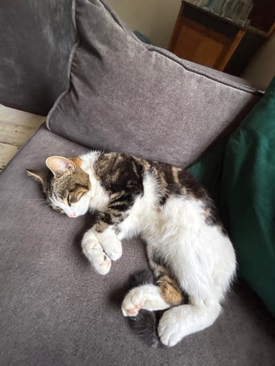 A cat is sleeping on a gray couch. The cat is mostly white with brown and black stripes on its head and back. It is curled up, with its paws tucked close to its body. A green cushion sits behind the cat. The couch has a plump, gray cushion on the left and a darker gray surface where the cat sleeps. A wooden shelf with glass items is visible in the background.