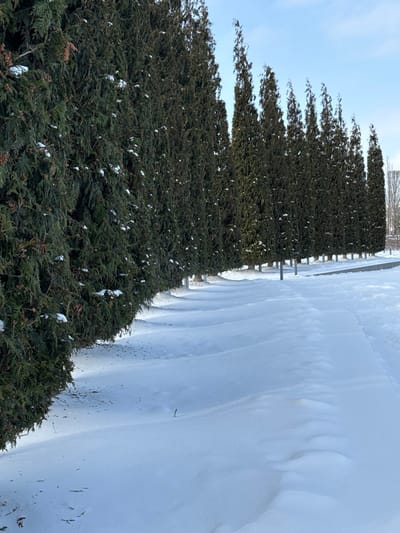 The scene depicts an exterior winter landscape in Plodorodny, Russia. A prominent, continuous linear arrangement of approximately twenty tall, slender evergreen trees, consistent with cypresses or arborvitae, extends diagonally from the left foreground to the right background. These trees exhibit dark green foliage with sparse, white snow patches clinging to branches. The base of each visible tree trunk, at ground level, is painted white. The terrain directly fronting the tree line is covered by undisturbed white snow, which forms a series of low, undulating drifts running parallel to the tree bases. To the immediate right of these drifts, the snow surface appears flatter, indicative of a cleared or compacted pathway. The background consists of a clear, light blue sky. No human subjects or active elements are present in the frame.