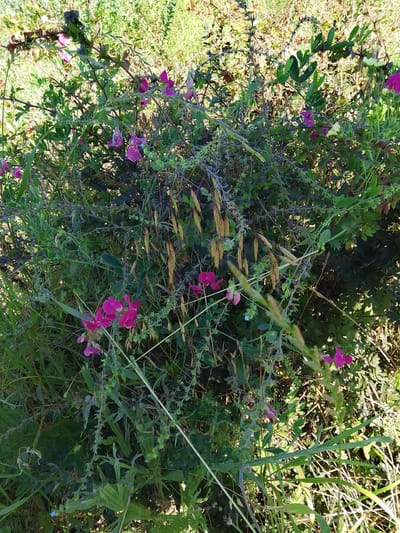 The image shows a close-up view of a wild plant with pink and purple flowers and green foliage. The plant appears to be growing in a natural, outdoor environment, possibly a meadow or a field. Some seed pods or dried plant matter are also visible amongst the leaves and flowers. The lighting suggests it is daytime, with sunlight illuminating parts of the vegetation. The image does not contain any people or specific man-made structures that would indicate a location within the city of Krasnostepnovskoe, Russia, or any other specific city. The scene is one of natural flora.