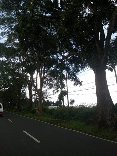 The scene captures a section of a road in Ura-Dozhi, Bhutan, under natural daylight. An asphalt road occupies the lower-left quadrant, featuring a solid white fog line on its right edge and a dashed white lane marker further left, receding into the distance. A white van or bus, exhibiting a pink stripe on its rear-left side, is partially visible and appears to be traveling away from the viewer in the left lane. To the right of the road, a strip of dense green grass and undergrowth precedes a dense line of mature, leafy trees with dark green foliage that dominate the right half and upper portions of the image. Multiple utility poles and numerous overhead wires are visible traversing horizontally through and above the tree line in the midground. Beyond the immediate tree line, additional trees, some conical in shape, and several faintly discernible low-rise, light-colored structures are present. The sky, partially obscured by the tree canopy, shows areas of light blue and white cloud cover. No individuals are visible.