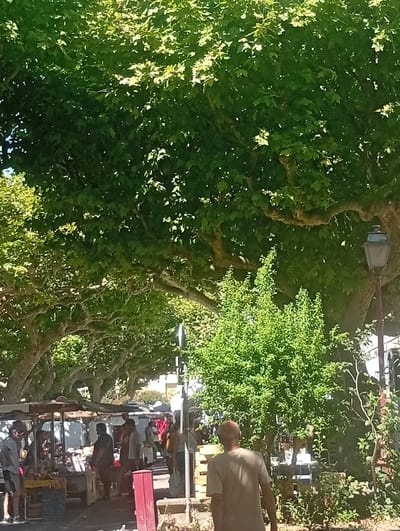 The image depicts a lively outdoor market scene under the shade of large, mature trees, likely plane trees, which line a street in Viviers, France. The canopy of leaves casts dappled sunlight on the market stalls and the people browsing them. Several market stalls are visible, covered with awnings, displaying goods that are not clearly identifiable but appear to be produce or crafts.
In the foreground, a man with a bald head is seen from behind, wearing a light-colored t-shirt. To his left, and further back, other individuals are visible, some interacting at the market stalls. One person, wearing a grey t-shirt and shorts, stands near a stall. Further into the market, other figures are seen, some browsing and some tending to the stalls. A red trash receptacle is prominent in the mid-ground.
A street lamp with a lantern-style top stands to the right of the frame, a common feature in European towns. The background shows more trees and some buildings, suggesting an urban setting. The overall atmosphere is one of a typical sunny day at a local market.