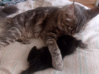 A grey tabby cat is lying down with its head near a black kitten, its mouth slightly open as if grooming or nuzzling. They are on a surface with a striped pattern, likely a blanket or bedding, which is light-colored with thin blue and pink stripes. The environment is indoors. The scene depicts a moment of interspecies interaction between a mother cat and her kitten.