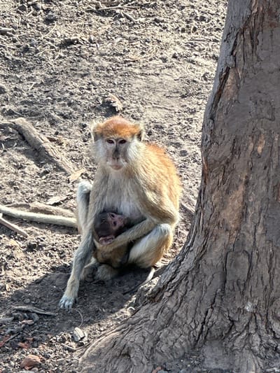 An overhead shot captures a mother monkey cradling her baby on dry ground, partially shaded by a large tree trunk. The mother, likely a vervet or similar species common to the region, has light brown to beige fur with a distinctly reddish-brown cap on her head. Her large, dark eyes look directly towards the viewer, suggesting a watchful or protective stance. Her small infant is nestled against her chest, its dark fur contrasting slightly with the mother's lighter coat, and its eyes also appear wide open.

The monkeys are positioned on a dusty, rocky ground with scattered dry leaves and twigs, indicative of a natural, possibly arid, outdoor environment. A massive tree trunk, dark and deeply furrowed, extends diagonally across the top of the frame, casting a shadow that partially covers the monkeys and the ground beneath. The bright sunlight illuminating the scene suggests it is daytime with clear weather. No visible text is present in the image. The setting is in the Communauté rurale de Sindia, Senegal.