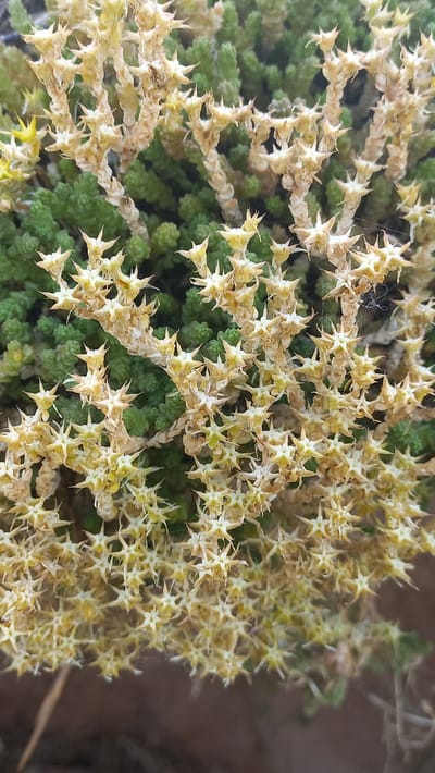 A close-up, high-angle shot captures a section of a low-growing succulent plant with a dense carpet of small, green leaves forming the base. Growing from this green base are branching stems covered in tiny, star-shaped, dried-out, pale yellow to beige flowers or seed heads. These dried floral structures are numerous and arranged densely along the stems, creating a spiky, almost fuzzy appearance. A single, small black insect, possibly a spider, is visible on the right side of the frame, clinging to a dried floral structure. The background transitions to a blurred, earthy brown, suggesting the plant is growing in soil or on a natural surface. The overall impression is one of natural decay and texture within a botanical subject. The image is taken outdoors in daylight.