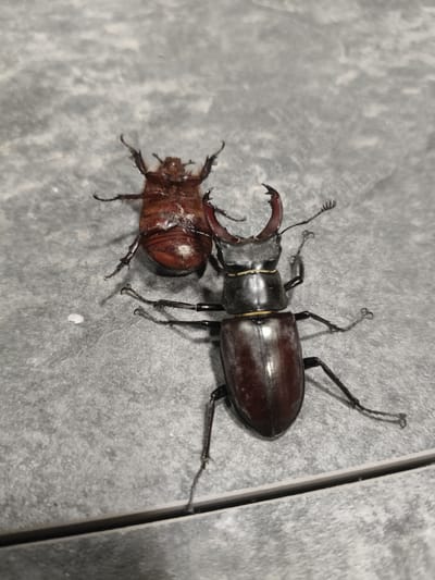 Two stag beetles are on a textured gray surface. The beetle in the foreground is larger and has prominent mandibles, with its body facing downwards and to the left. Its exoskeleton is dark brown and glossy. The second beetle, positioned behind and to the left of the first, is smaller and appears to be upside down, revealing its reddish-brown underside. Its legs are splayed outwards. The surface they are on has a granular texture and appears to be tiled, with a thin dark line suggesting a grout line or a seam between tiles running horizontally across the bottom of the frame. No specific urban features of Grinăuți, Moldova, are identifiable within the image.