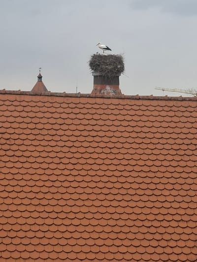 The image displays a white stork (Ciconia ciconia) standing prominently within a large, stick-built nest situated atop a brick chimney. The chimney emerges from a steeply pitched roof covered with numerous reddish-brown, scallop-patterned tiles. This scene is located in Gunzenhausen, Germany. The sky is uniformly overcast, indicating diffused light conditions. In the mid-distance, to the left of the central chimney, a distinct reddish-brown conical turret with a dark finial is visible. A thin, vertical element, likely a lightning rod or antenna, is present between the chimney and the turret. To the far right, a horizontal section of a yellow construction crane's jib is partially visible against the grey sky. No human figures are present.