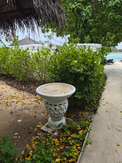 The image presents a pathway in Huraa, Maldives, lined by verdant tropical vegetation and a decorative white stone planter. The path, composed of compacted sand and earth, is scattered with fallen yellow leaves. Adjacent to the pathway is a white painted wall partially concealed by the dense foliage. Beyond the vegetation and wall, a glimpse of a sandy beach and turquoise water indicates proximity to the ocean. In the distance, a thatched roof structure is visible. A few scattered objects, such as a beach chair, can be observed along the shore. The overall impression is that of a tranquil, tropical setting.