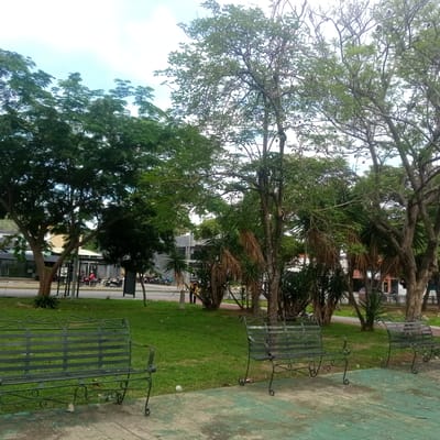 The image shows a park area with lush green trees and grass, typical of El Limon, Venezuela. In the foreground, three ornate, dark metal park benches are arranged on a paved walkway with a green, textured surface. The walkway has some wear and discoloration. Behind the benches, a well-maintained lawn slopes gently upwards. The middle ground features a variety of trees, including tall ones with dense foliage and some with sparser, more tropical-looking palm-like plants. Some of the palm-like plants have dried, brown fronds.
Further back, a street runs parallel to the park. On the street, several motorcycles are parked and some people are visible. One person, wearing a red shirt, is standing next to a motorcycle. Buildings, appearing to be commercial establishments with glass facades, are visible along the street. The sky above is a pale blue with some white clouds. The overall scene suggests a peaceful urban park setting in El Limon, Venezuela.