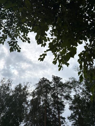 The image captures an overcast sky framed by the dark silhouettes of tree leaves and branches in the foreground. Below the foliage, the upper portions of various trees, including pines, are visible, their dark forms contrasting with the pale, cloudy sky. The scene appears to be an outdoor environment, possibly a park or a wooded area within the city of Zarechny, Russia. There are no people or animals visible in the frame. The overall mood is somber due to the cloudy weather and the dark, silhouetted vegetation.