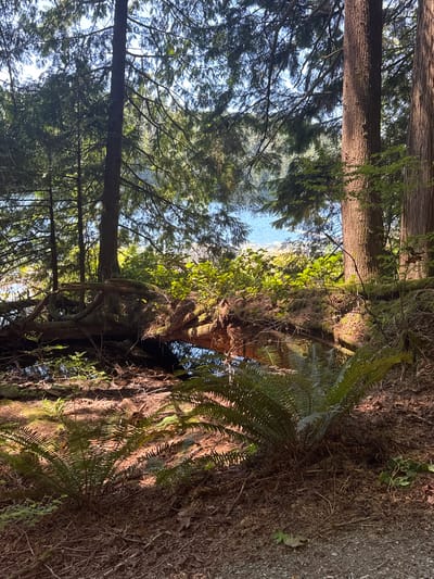 A dense forest with tall trees and ferns frames a view of a calm body of water, likely a lake or inlet. Sunlight filters through the leaves, casting dappled shadows on the forest floor, which is covered in pine needles, fallen leaves, and mossy logs. In the foreground, lush green ferns are prominent. The scene appears serene and natural, characteristic of the coastal forests found in areas like Belcarra, Canada. No people or animals are visible in the image.