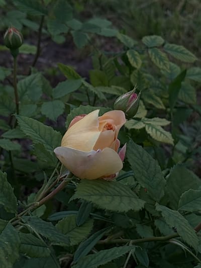 The image depicts a close-up, low-angle shot of a pale yellow rose bloom and a rose bud, surrounded by dark green foliage. The rose bloom is partially open, revealing delicate petals with hints of pink. The rose bud, located to the left and slightly above the bloom, is tightly furled with green sepals tinged with pink. The leaves are varied in shade and texture, with some showing signs of variegation. The background is blurred, suggesting a shallow depth of field, with patches of darker soil and hints of grass. The scene appears to be an outdoor garden setting. There are no people or animals visible in the frame, and no specific location in Mārupe, Latvia, is identifiable from the visual information provided.