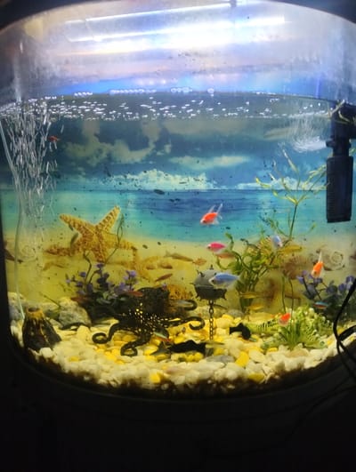 The image depicts an aquarium. The aquarium contains several small fish of various colors, including orange, pink, and blue. There are also decorative elements such as a starfish, a black octopus figurine, a small volcano, and artificial plants with purple flowers. The bottom of the aquarium is filled with white and yellow gravel. Bubbles are rising from an air stone on the left side of the aquarium, creating a foamy surface. A black filter is visible on the right side. The background of the aquarium is a scene of a beach with a blue sky and clouds. There are no people visible in the image. The location of this aquarium in the city of Zuyzino, Russia is not ascertainable from the image alone.