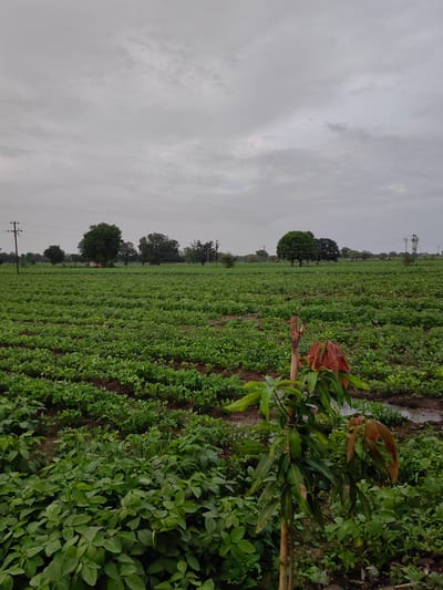 The image shows a vast, green agricultural field under a cloudy sky. The field is neatly organized into rows of crops, with some areas appearing more densely planted than others. In the foreground, a small, young tree with reddish-brown leaves stands out against the green foliage. In the background, several mature trees dot the landscape, and utility poles with wires are visible, suggesting the proximity of a settlement. A small, reddish-brown structure, possibly a shed or a small building, is partially obscured by trees in the middle ground. The overall scene depicts a rural agricultural setting in Dattapur, India. The lighting suggests it is daytime, likely overcast or close to dusk. There are no people or animals visible in the image.