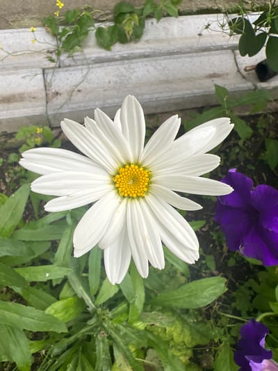 A close-up, overhead shot shows a white daisy with a yellow center. The daisy's petals are pointed and arranged in a circular pattern. To the right of the daisy, a purple flower is partially visible. The flowers are surrounded by green foliage and a weathered grey concrete structure in the background. The scene appears to be outdoors in a garden or natural setting.