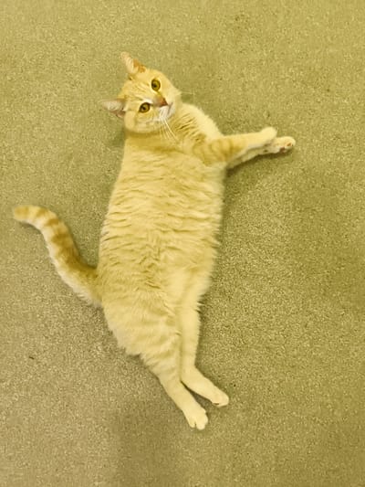 A ginger cat is lying on its back on a beige carpeted floor. The cat has yellow eyes and is looking up towards the camera. Its front paws are extended outwards, and its hind legs are bent. The cat's tail is curled to its side. The lighting suggests an indoor setting, possibly during the day. No visible text is present in the image.