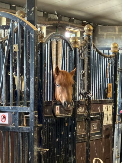 A medium shot captures a brown horse standing in a stall within a stable. The horse's head is visible, peering through a metal gate with vertical bars. The stall appears to be part of a larger stable complex, with other stalls and metalwork visible in the background. The walls of the stable are made of concrete blocks, and the ceiling is made of corrugated metal. Dust and cobwebs are present throughout the scene, suggesting a well-used but perhaps not meticulously clean environment. There are two visible signs on the stall doors. One sign has a red circle with a line through it, depicting a person with a cane being removed from the frame, possibly indicating a "no entry" or "restricted access" zone. Another sign has the name "KELLY" written on it. The location is identified as Piņķi, Latvia.