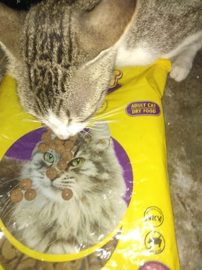 A tabby domestic cat, primarily grey and brown with dark stripes and white facial markings, is depicted with its head lowered, pressing its nose and muzzle against a large, yellow bag of "ADULT CAT DRY FOOD." The cat's direct contact point is over a circular image of a long-haired tabby cat printed on the bag. Several small, brown, ring-shaped kibble pieces are scattered across the photographic image of the cat on the packaging, particularly around its facial area. A white-furred paw of the real cat is visible on the upper right side of the bag. The yellow packaging also displays a partial "P" brand logo and a "NKV" circular emblem. The immediate environment consists of an indistinct, dark, textured surface, likely an indoor floor. This scene occurs in Yellowknife, Canada.