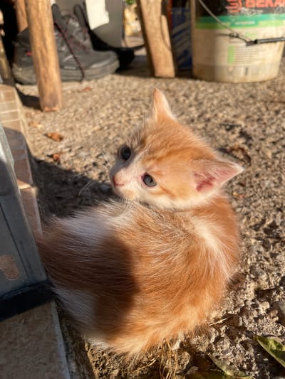 An overhead, slightly tilted shot captures a small, curious ginger and white kitten looking directly at the camera. The kitten has soft, fluffy orange fur with lighter white patches on its chest and face, and striking blue-grey eyes that are wide and alert. Its head is slightly tilted, and its whiskers are prominent.

The kitten is positioned outdoors on rough, stony ground, bathed in strong, natural sunlight that casts distinct shadows. In the blurred background to the left, a light-colored plastic bucket with the partially visible text "BEK[A]" is seen, alongside a dark-colored shoe or boot with red and black laces, and some wooden planks. To the right and in the immediate foreground, there is a metal structure and what appears to be a tiled edge. Dried leaves and sparse straw are scattered on the ground around the kitten. The bright, clear lighting suggests it is daytime, possibly morning or afternoon. The scene conveys a sense of the kitten exploring its outdoor surroundings in Danilovgrad, Montenegro.