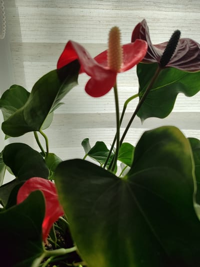 A close-up shot shows anthurium flowers with large, dark green leaves. The flowers are a mix of vibrant red and a deep burgundy or purple color. The red flowers have light-colored spathes, while the darker flower has a black spadix. The anthurium plant is positioned in front of a window with blinds, suggesting an indoor setting. The blinds are white and have a textured horizontal pattern, allowing diffused light to filter through, illuminating the plant and creating a soft backdrop. The focus is primarily on the plant, with the background slightly blurred. The lighting appears to be natural daylight, possibly morning or afternoon, given the soft illumination. The image captures the textures and colors of the plant's foliage and blooms. There is no visible text in the image.