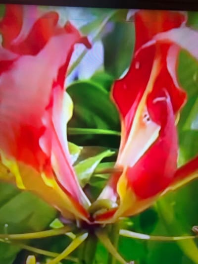 The image shows a close-up, high-angle shot of a Gloriosa lily flower, also known as the flame lily or glory lily. The petals are vibrant red and yellow, with a delicate, almost flame-like appearance. The flower is surrounded by lush green foliage. The lighting suggests it is daytime, and the overall impression is one of natural beauty and vibrancy. There is no information about the city of Çiğli, Turkey, or any people or specific actions depicted in the image.