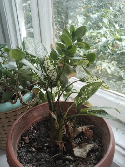The image shows two potted plants indoors, placed on a windowsill. The plant in the foreground is a Dieffenbachia with dark green leaves speckled with white. It is in a terracotta pot filled with dark soil, and some dried brown leaves are visible at the base. To the left and slightly behind, another plant with smaller, rounded green leaves is visible in a light blue pot, which is inside a woven basket planter. The windowsill is painted white and shows signs of age and peeling paint. Through the window, dense green foliage of trees and shrubs can be seen, suggesting an outdoor environment with abundant vegetation. The lighting is diffused, consistent with an overcast day or shaded indoor conditions. No people or specific actions are depicted in the image. The context of the city of Ötegen batyr, Kazakhstan is not discernible from the visual elements of the photograph.
