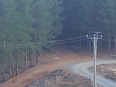 The image displays a rural, forested landscape within Santa Juana, Chile. A prominent light-colored utility pole, equipped with multiple horizontal cross arms supporting several parallel power lines, stands in the mid-right foreground. A winding, light gray-toned unpaved road, likely gravel or dirt, originates from the lower right and curves towards the center-left, disappearing behind a slight rise. To the immediate left of this road, a distinct reddish-brown dirt track ascends into a dense conifer forest, likely consisting of pine trees. The forest dominates the background and the entire left side of the frame, exhibiting variations in density; some areas present as mature, dark green stands, while others, particularly along the left edge of the dirt track, show uniformly spaced, slender tree trunks suggestive of a plantation. The ground in the lower foreground, to the right of the winding road, consists of dry earth with sparse, low-lying vegetation and scattered detritus, indicating a dry or disturbed area. The scene is illuminated by an overcast sky, resulting in muted lighting and an absence of sharp shadows. No individuals, animals, or vehicles are present.