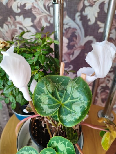 A close-up shows a potted Cyclamen plant with white flowers and patterned green leaves. The plant is in a black pot with a white saucer, set on a wooden surface. Behind the Cyclamen, there's another potted plant with small green leaves. A metallic pole is also visible in the background. The backdrop is a patterned wall. The location is Мунайка, Russia.