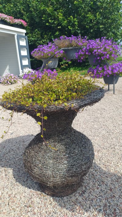 The image displays an outdoor scene in Flokši, Latvia, featuring a decorative wire vase overflowing with green foliage. The vase is situated on a bed of small, light-colored gravel. In the background, several planters filled with vibrant purple flowers are visible, some of which appear to be in wheelbarrows. A white building with a gray-framed opening is partially visible on the left, with more pink and purple flowers in planters in front of it. Green trees form a backdrop to the scene. The lighting suggests it is a sunny day. There are no people present in the image.