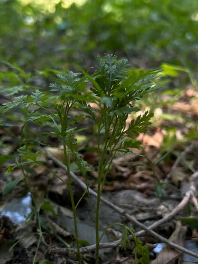 This is a close-up, eye-level, vertical photograph of two thin, green plants with delicate, fern-like leaves growing in a natural environment. The plants are the main subject and are in sharp focus. The background is blurred, showing a forest floor covered in dry leaves and twigs, with patches of sunlight filtering through the green canopy above. The ground appears to be uneven and natural, with some fallen branches and leaf litter. There is no indication of human presence or any specific location within the city of Баяндай, Kazakhstan. The lighting suggests it is daytime, possibly overcast or in a shaded area.