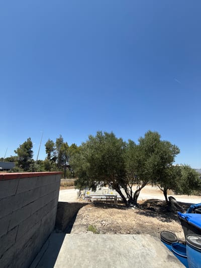In Rivesaltes, France, on a clear, sunny day, an outdoor scene unfolds with a focus on a textured grey concrete wall in the foreground, juxtaposed with a vibrant green olive tree. The wall, made of large rectangular blocks with a red-tiled cap, stands to the left, casting a sharp shadow. Beyond the wall, the ground is a mix of dry dirt and small stones, dotted with sparse green vegetation. A large, leafy olive tree dominates the mid-ground, its gnarled branches reaching upwards. In the background, several tall pine trees stand silhouetted against the bright blue sky, with a distant white truck and what appears to be industrial equipment visible between them. The sky is expansive and cloudless, save for a faint contrail from an airplane. To the far right, a large blue trash bin and other blue barrels are present, hinting at a functional, possibly industrial or utility area. The overall impression is one of a dry, sun-drenched environment on the outskirts of a city, likely in the Mediterranean region.
