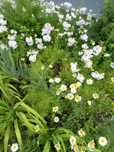 A high-angle medium shot shows a dense garden bed filled with white flowers and green foliage. The white flowers are predominantly white daisies with yellow centers, interspersed with clusters of smaller white blossoms on tall stalks and some hints of orange flowers. The foliage includes the broad, strap-like leaves of a plant on the left, feathery green plants in the center and right, and darker green leaves forming a backdrop. The ground is dark soil with some scattered leaf litter. The scene appears to be an outdoor garden, likely in a residential or public space. The context of Shadrinsk, Russia, suggests this is a summer garden setting, given the blooming flowers and lush greenery. No people are present in the image, and there are no discernible actions or interactions taking place. The overall impression is a vibrant and naturalistic floral display.