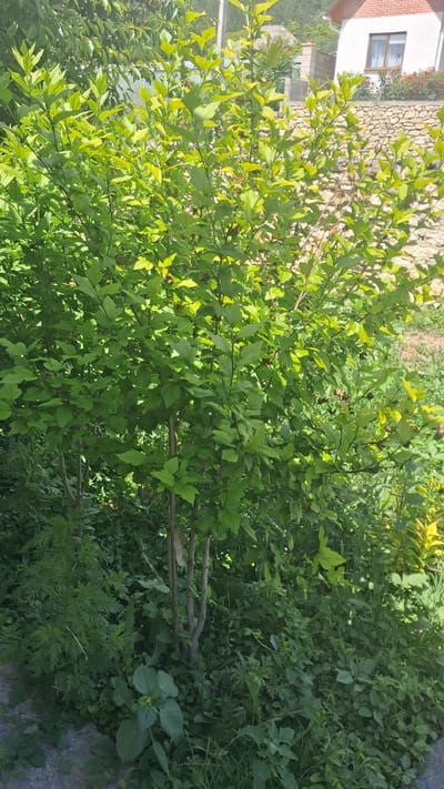 A medium shot captures a sun-drenched outdoor scene, with the camera rotated 90 degrees clockwise, so the bottom of the frame is on the right. In the foreground, a lush green shrub with broad, light green leaves dominates the center and left of the frame. The leaves are glossy and appear to be catching the sunlight, with some areas exhibiting a yellowish hue. Small, dark, round buds are visible among the foliage. The shrub has a multi-branched structure with thin, greyish-brown stems.

Behind the main shrub, a dense thicket of various green plants creates a verdant backdrop. To the far left and background, a white building with a reddish-brown tiled roof and a single window is partially visible. The building is constructed with a light-colored, textured stone wall. The overall scene suggests a sunny day, likely during daylight hours, with abundant vegetation. The location context points to Beloci, Moldova. No people or text are visible in the image.