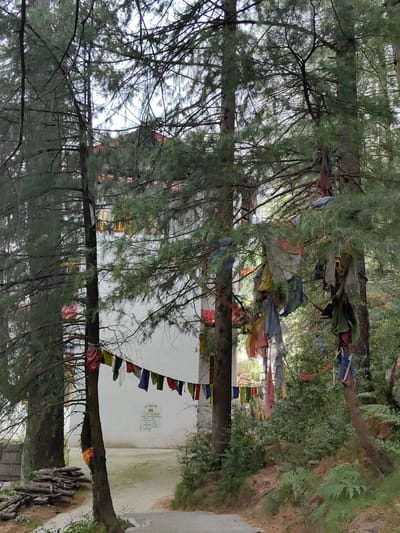 In Chichoga, India, a serene scene unfolds in a forest setting, likely on the grounds of a temple or monastery. Tall, slender pine trees dominate the landscape, their branches creating a canopy overhead. Prayer flags in various colors, including red, yellow, blue, white, and green, are strung between the trees and draped on branches, adding vibrant splashes of color against the greenery. The flags appear weathered, suggesting they have been exposed to the elements.

A white building with traditional architectural elements, possibly a monastic structure, is visible in the background, partially obscured by the trees. The building features windows with yellow frames and a red roof. A pathway, made of dirt and gravel, winds through the scene, leading towards the building. Scattered on the left side of the path are several logs, likely firewood. Lush green foliage, including ferns, covers the ground, adding to the natural ambiance. The overall impression is one of tranquility and spiritual devotion, set against a backdrop of natural beauty.
