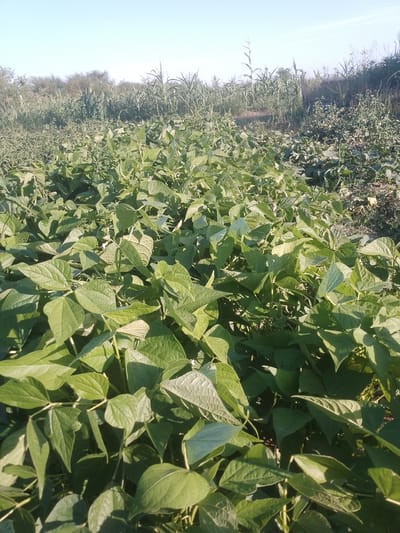 In Rus'ka Dolina, Ukraine, a field of green bean plants is in the foreground, their broad leaves filling the frame under a clear blue sky. In the background, rows of taller corn stalks and other vegetation stretch towards a gently sloping hillside. The scene is bathed in the warm light of what appears to be late afternoon or early morning, casting soft shadows across the foliage. There are no people or animals visible in the image. The environment is rural, with the crops suggesting agricultural activity.