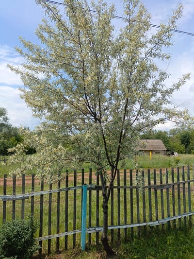 The image depicts a rustic outdoor scene in the vicinity of Novoznamenskaya 1-Ya, Russia. In the foreground, a weathered wooden fence, constructed from vertical planks and horizontal rails, runs across the frame. Some of the fence posts and rails show signs of wear and tear, with faded blue paint visible on some sections. To the left of the fence, a leafy green shrub is present.
Dominating the mid-ground is a medium-sized tree with slender branches covered in narrow, silvery-green leaves and small yellow blossoms. Behind the fence and the tree, a grassy field stretches out. In the background, a small, rustic building with a corrugated roof is visible, nestled among lush green trees. The sky above is a bright blue with scattered white clouds, suggesting it is daytime. Power lines are visible cutting across the upper portion of the image. The overall impression is that of a rural landscape, possibly a backyard or a field on the outskirts of a village.