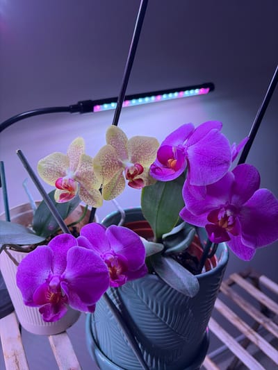 The image shows two potted orchids. One orchid has purple flowers, and the other has yellow flowers with purple spots. The orchids are under an LED grow light. The scene appears to be indoors, possibly in a home in Woodstock, Canada. A slatted wood surface is visible behind the potted plants.