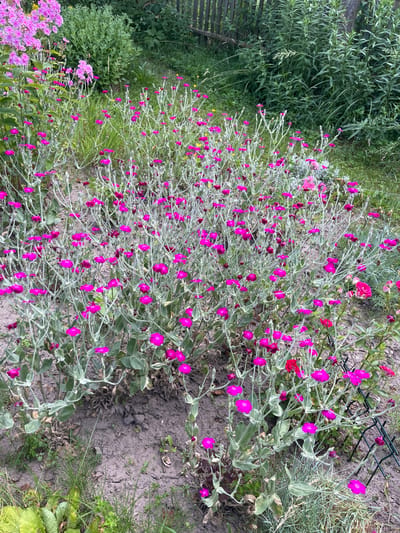 The image depicts a garden scene with a dense cluster of small, bright pink flowers with silvery-green foliage. The flowers are delicate, with five distinct petals, and are distributed across numerous thin stems. Some stems are bare and woody, while others are covered in a soft, fuzzy texture. In the background, there is a wooden fence and lush green vegetation, including taller plants with broad leaves and thin, grass-like stalks. A few larger pink flowers, possibly phlox, are visible on the left side of the frame, and a single red rose is present in the lower right quadrant. The ground is a mix of dark soil and some dry leaves. The overall impression is one of a natural, somewhat wild garden. The location is identified as Kalodzezhski Selski Sovet, Belarus. There are no people or animals visible in the image.