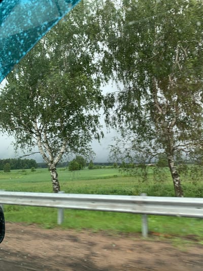 A roadside view captures a blurred landscape through a blue, possibly wet, window. Two prominent birch trees with white, black-streaked bark stand in the foreground, their green foliage appearing somewhat sparse. Beyond them, a vast, rolling green field stretches into the distance, with a line of darker trees marking the horizon under a hazy, overcast sky. A silver guardrail runs horizontally across the lower portion of the frame, partially obscuring the field. The ground in the immediate foreground is a blurred mix of brown and green, suggesting movement. The overall impression is of a car journey through a rural, possibly Belarusian, setting, given the potential location specified.