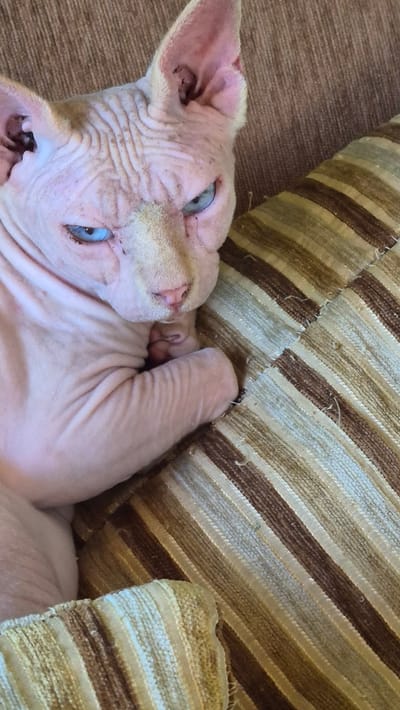 The image shows a close-up, overhead view of a Sphynx cat resting on a striped fabric surface. The cat is pinkish-skinned with prominent wrinkles on its face and body, and has striking blue eyes. One of its paws is tucked under its head as it reclines. The background consists of a striped cushion or blanket with alternating bands of brown and beige. The fabric texture is visible, with some fraying at the edges. The lighting appears to be natural, suggesting it might be daytime. The overall mood is relaxed and comfortable, with the cat appearing to be either sleeping or napping. No text is visible in the image. The location is specified as Neftegorsk, Russia, but there are no specific visual cues within the image to confirm this location.
