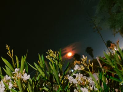 An outdoor, night-time shot shows a cluster of white flowers and green foliage in the foreground. In the middle ground, a bright orange orb, likely the moon or sun obscured by clouds, is visible in the dark sky. Silhouettes of palm trees are discernible in the background. The scene appears to be set in Rimini, Italy. No specific actions, interactions, or individuals are clearly identifiable. The image is somewhat blurry, suggesting a handheld camera or low-light conditions.